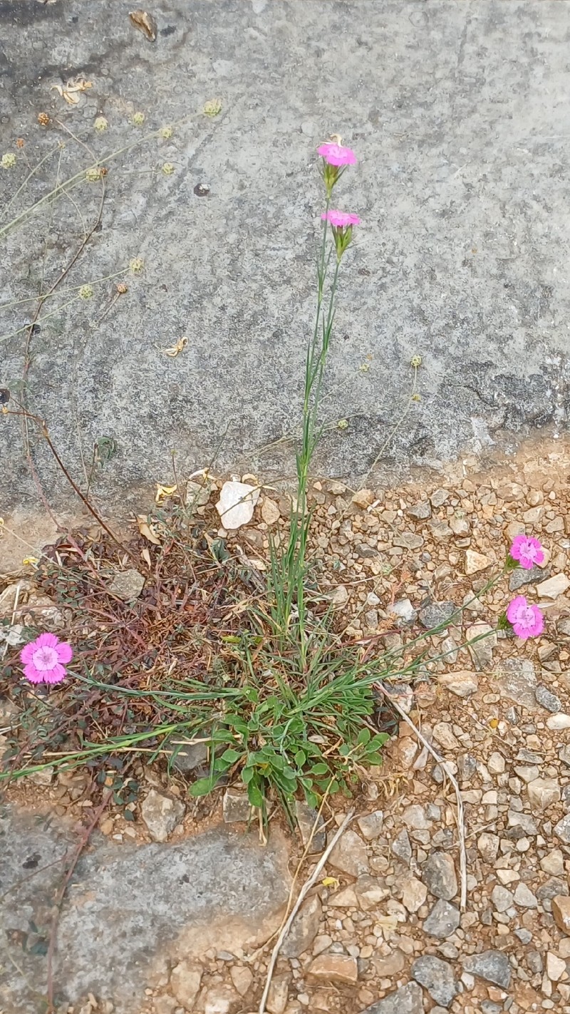 Dianthus seguieri subsp. seguieri photo 3