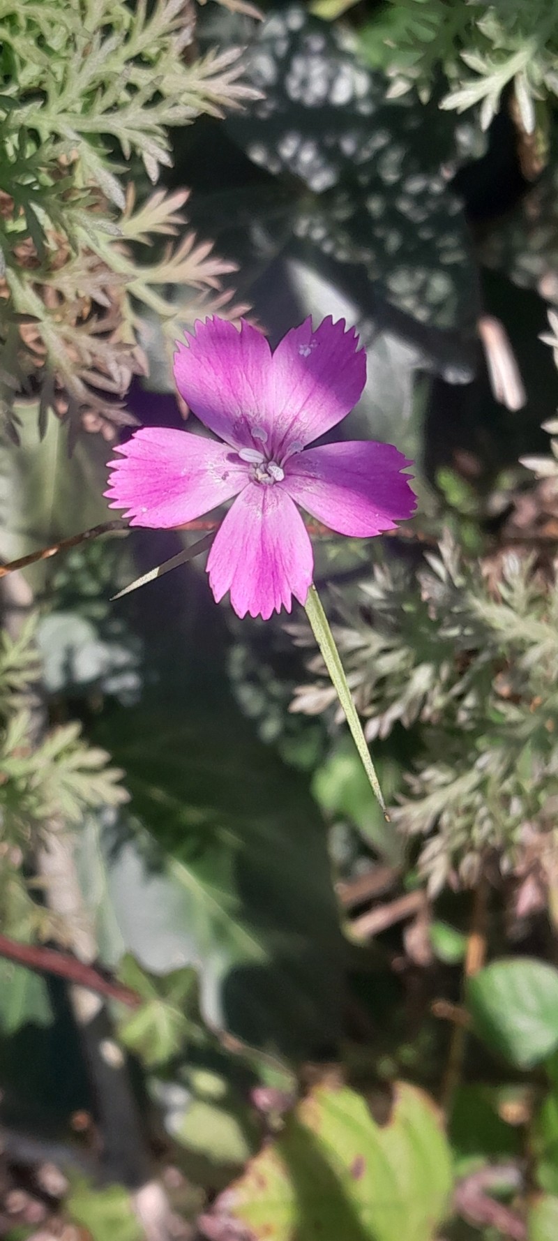 Dianthus seguieri subsp. seguieri photo 4
