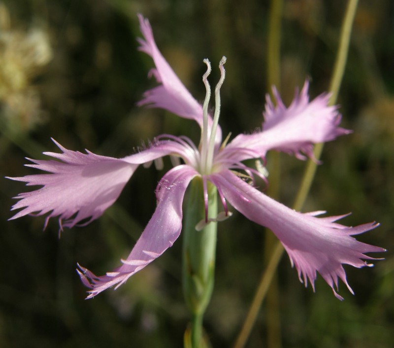 Dianthus serrulatus subsp. serrulatus
