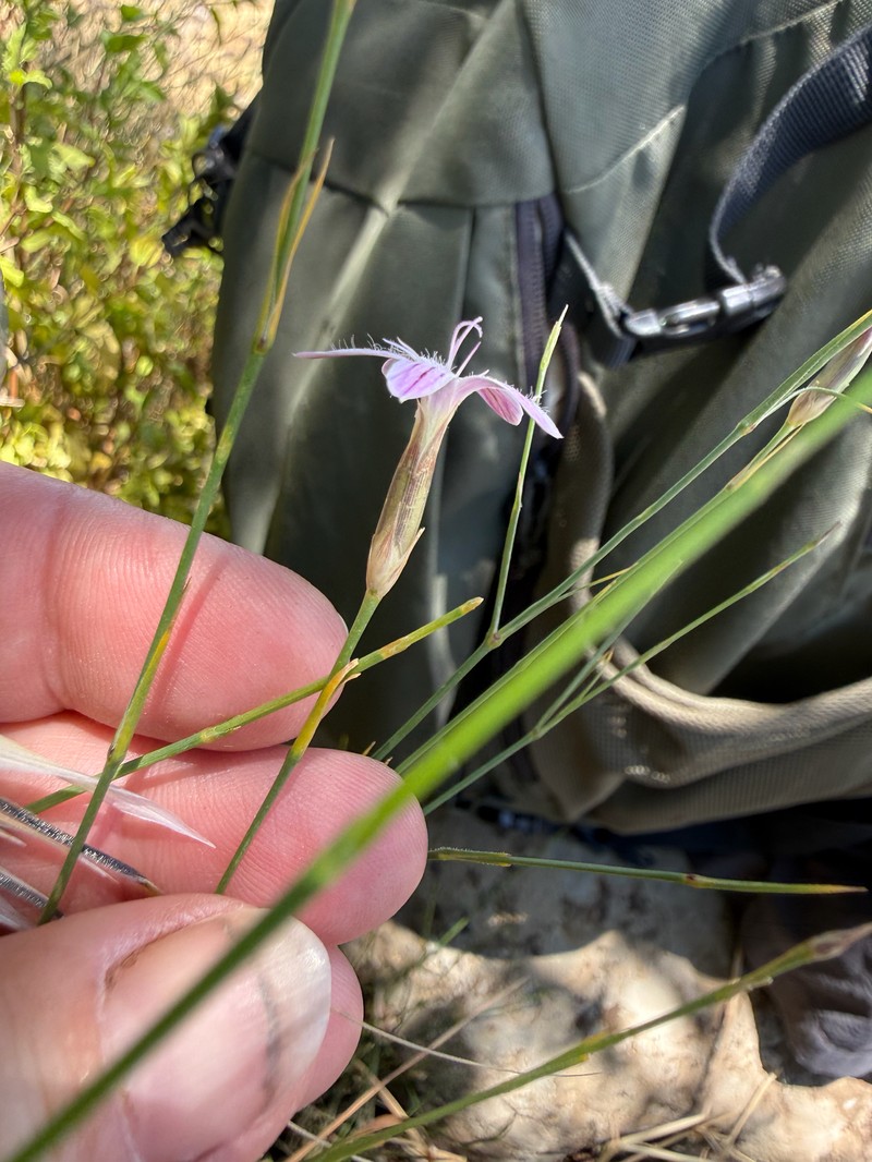 Dianthus strictus subsp. strictus