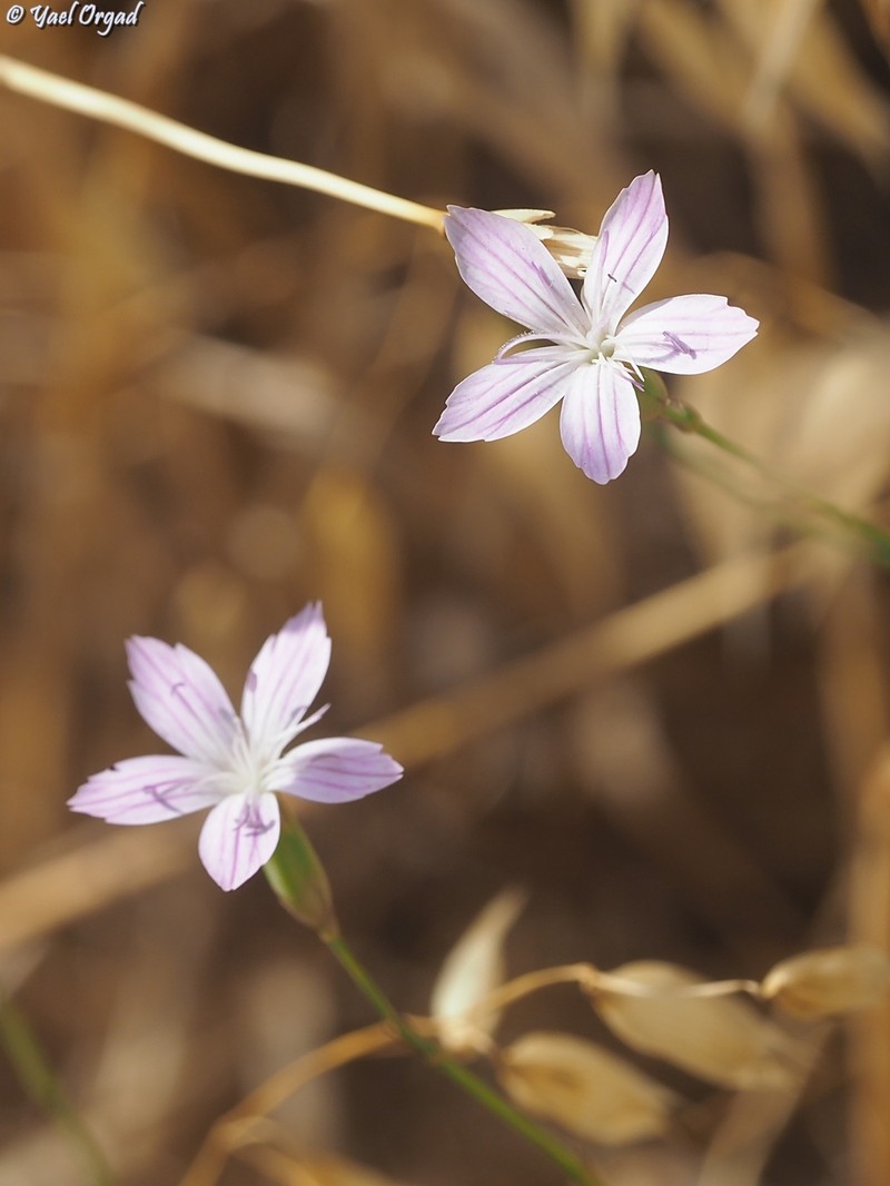 Dianthus strictus subsp. strictus photo 2