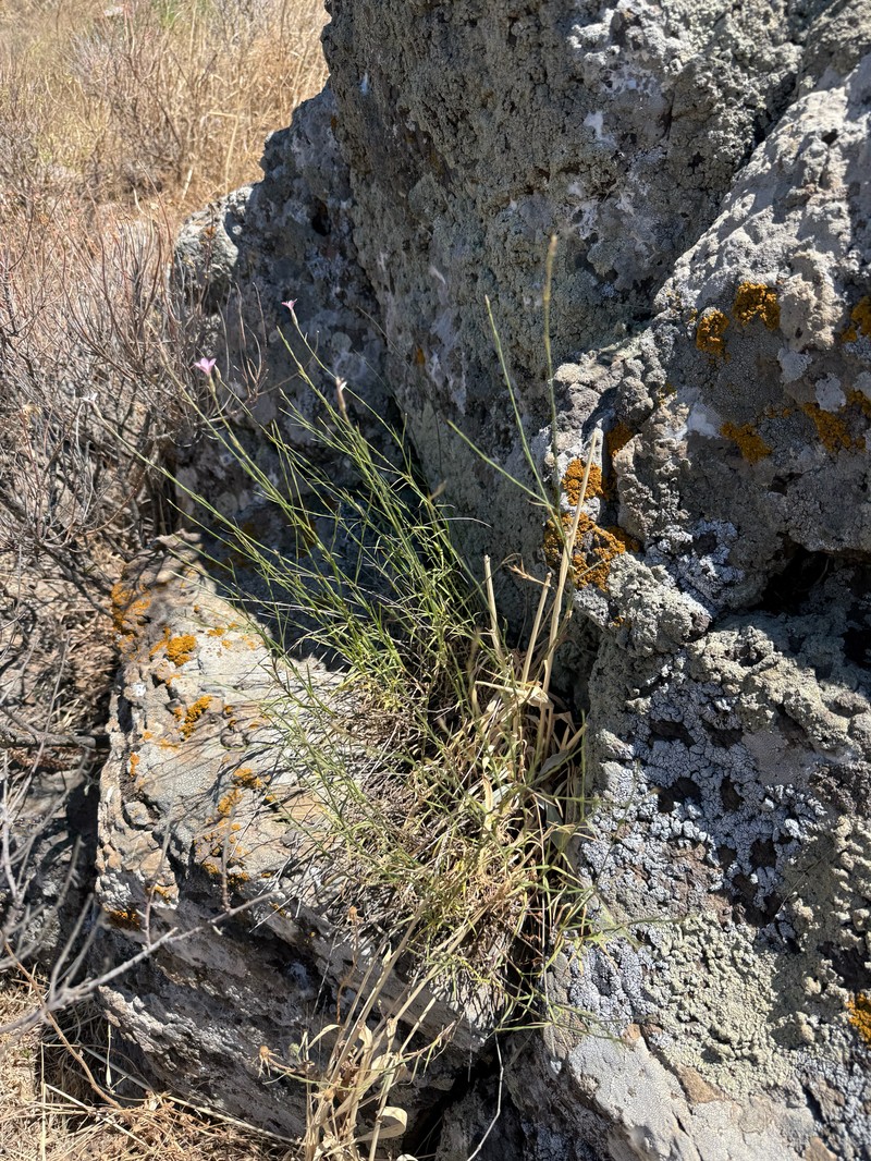 Dianthus strictus subsp. strictus photo 3