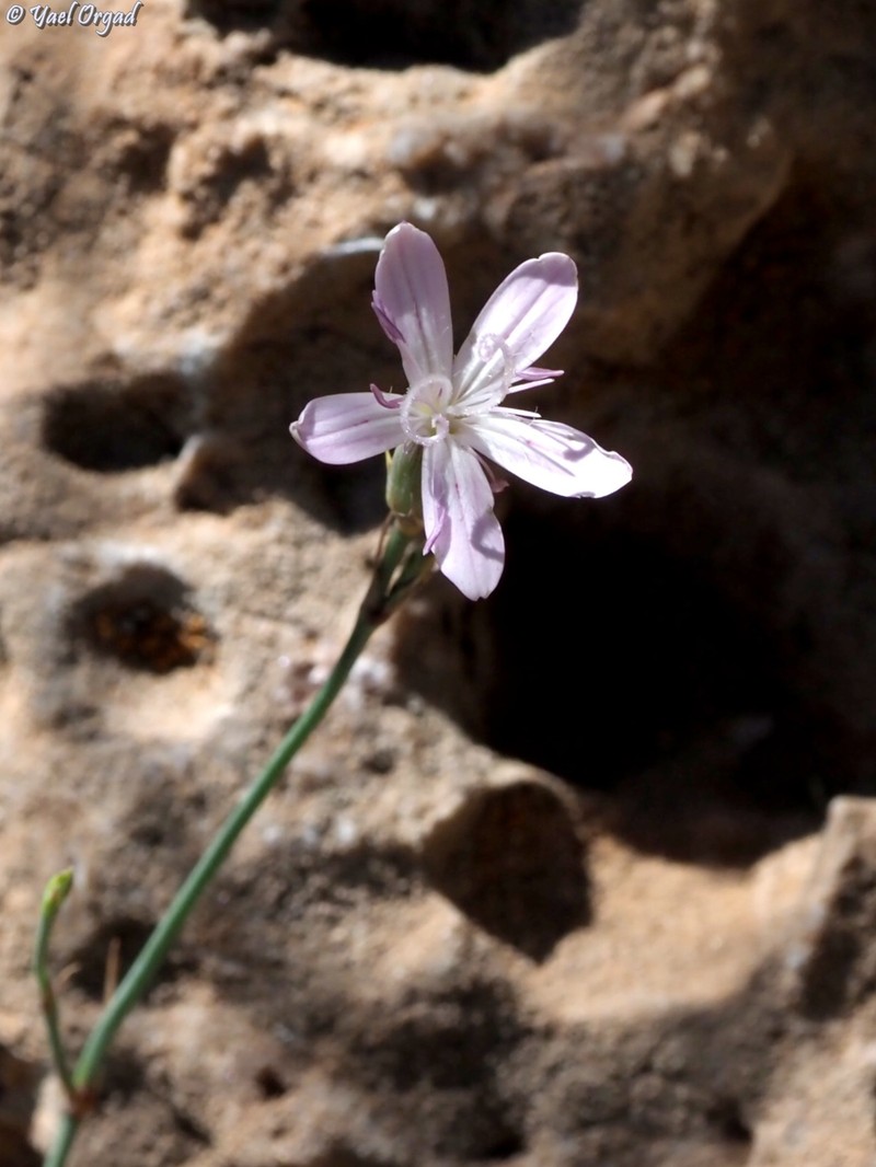 Dianthus strictus subsp. strictus photo 4