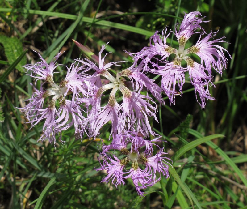 Fringed Pink