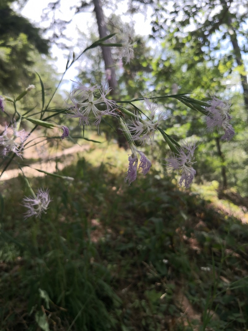 Dianthus superbus subsp. silvestris