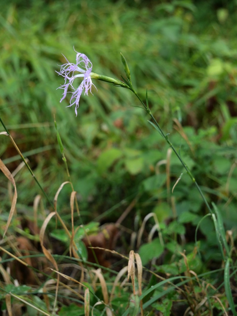 Dianthus superbus subsp. silvestris photo 2