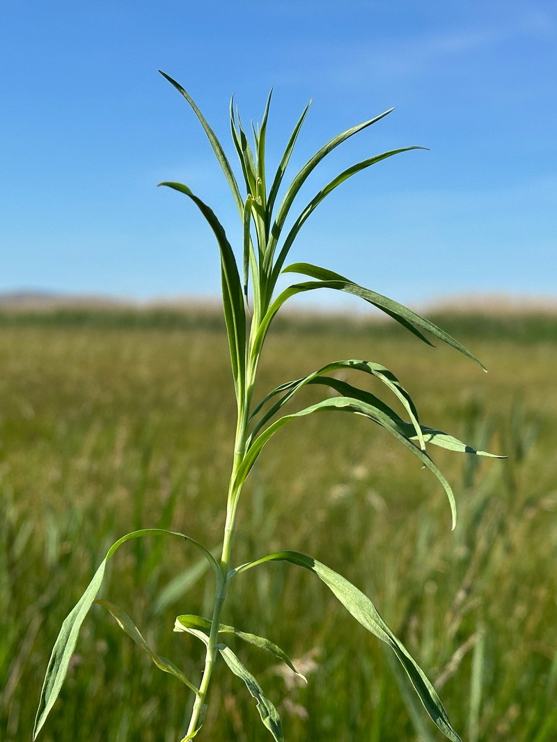Dianthus superbus subsp. superbus photo 2