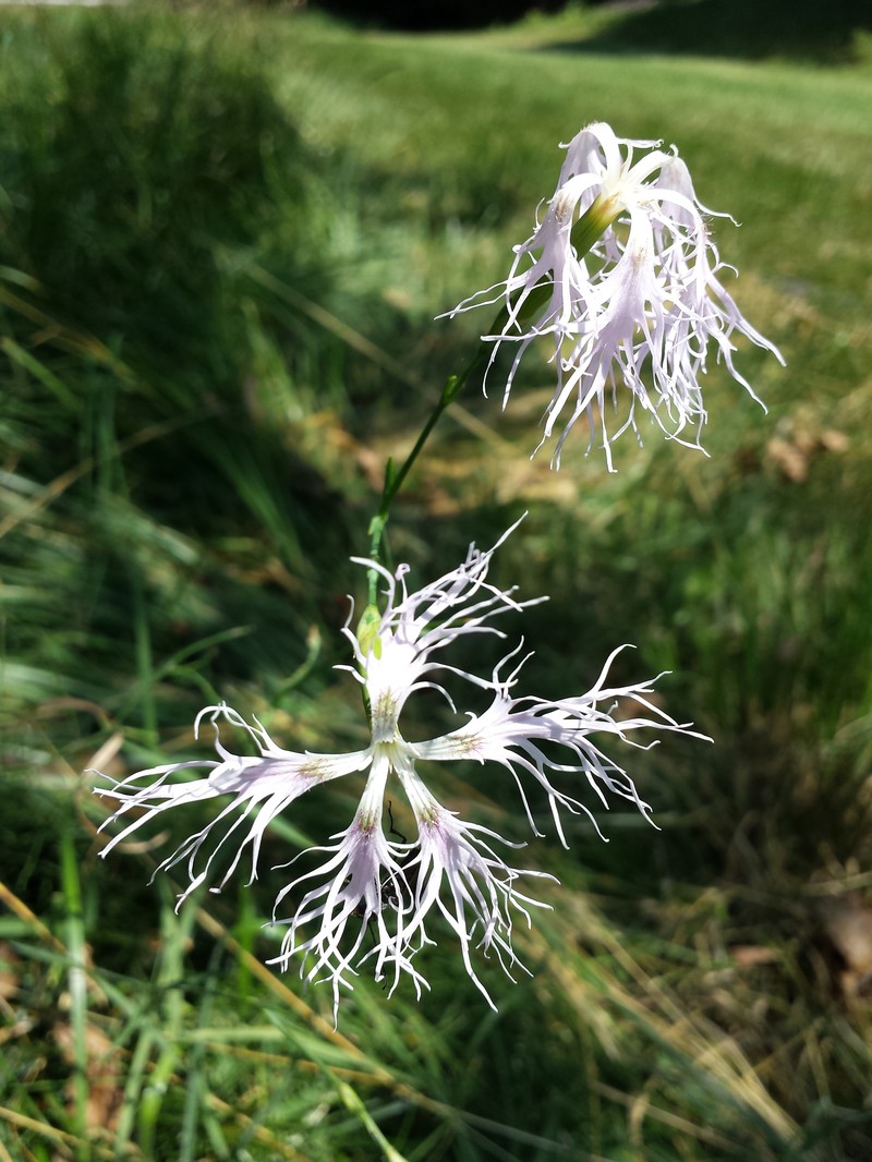 Dianthus superbus subsp. superbus