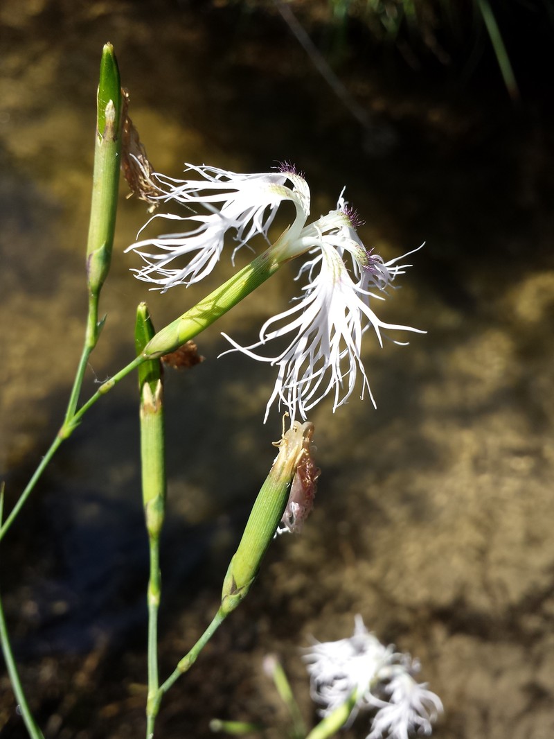 Dianthus superbus subsp. superbus photo 3