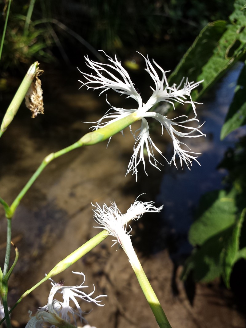 Dianthus superbus subsp. superbus photo 4