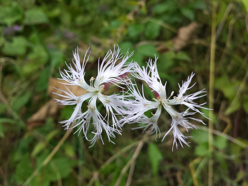 Dianthus superbus subsp. superbus photo 5