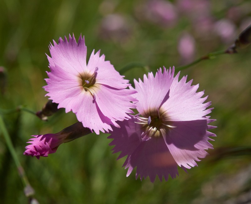 Woodland Pink photo 5