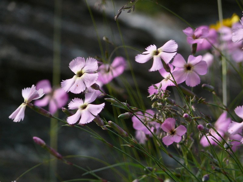 Woodland Pink photo 6