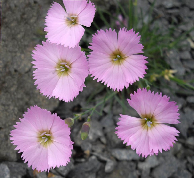 Woodland Pink