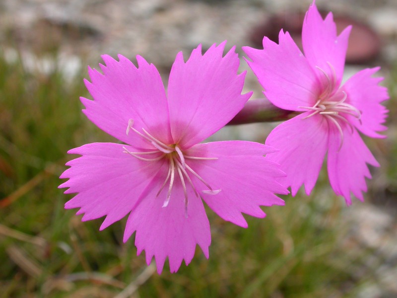 Woodland Pink photo 2