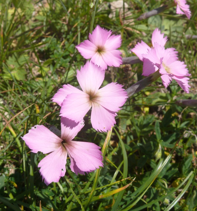 Woodland Pink photo 3