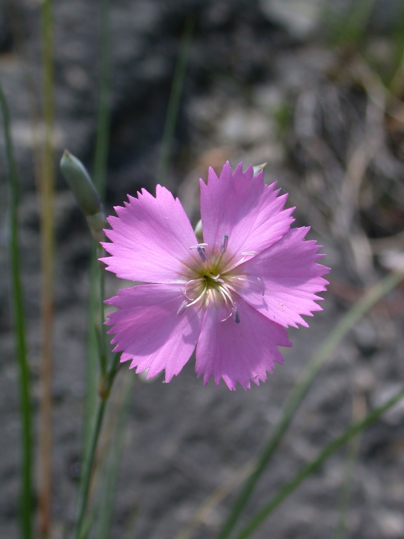 Woodland Pink photo 4