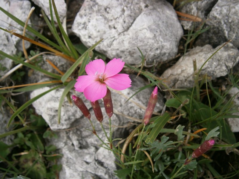 Woodland Pink photo 7