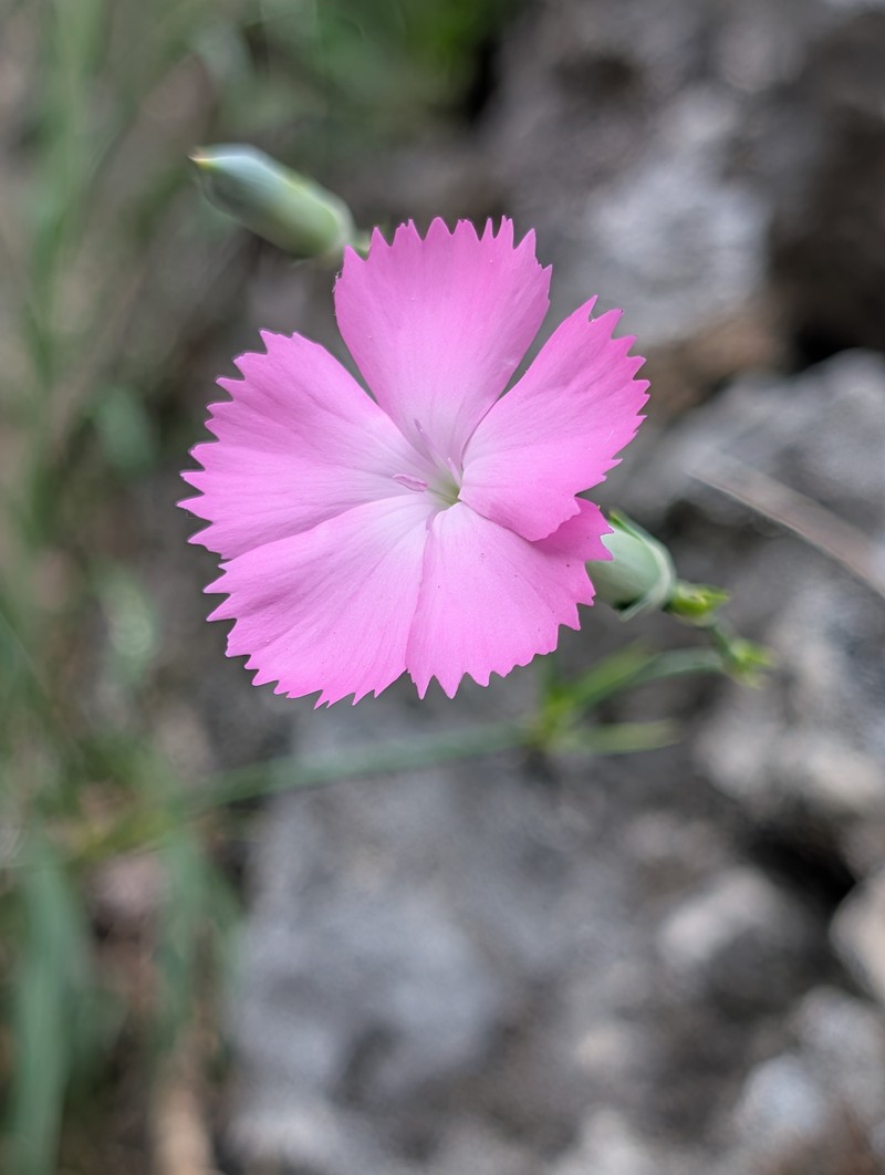 Dianthus sylvestris subsp. sylvestris