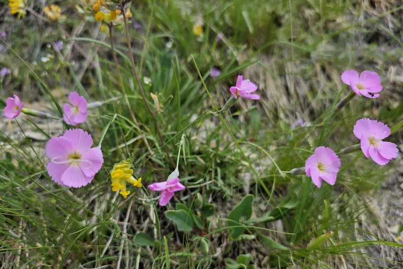 Dianthus sylvestris subsp. sylvestris photo 2