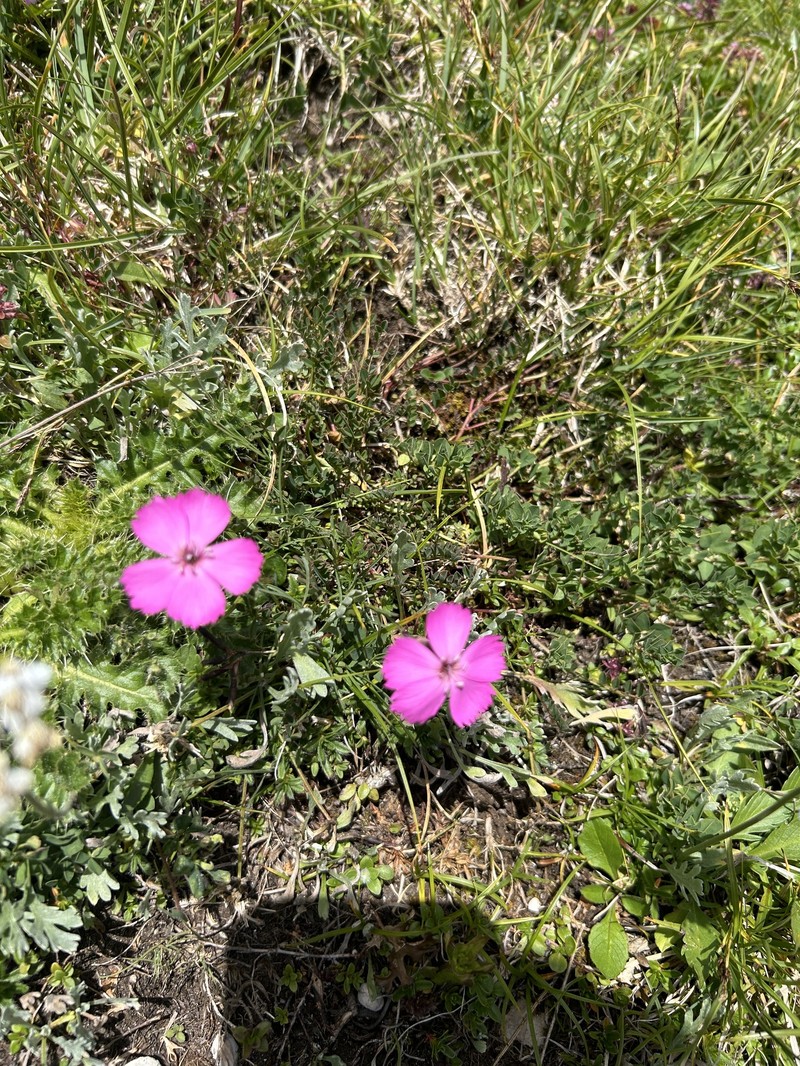 Dianthus sylvestris subsp. sylvestris photo 3