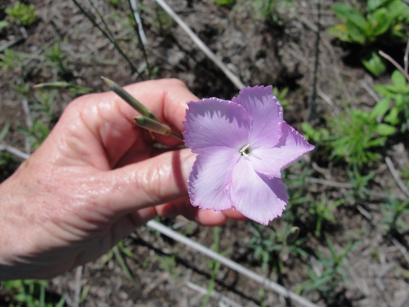 Dianthus zeyheri subsp. zeyheri