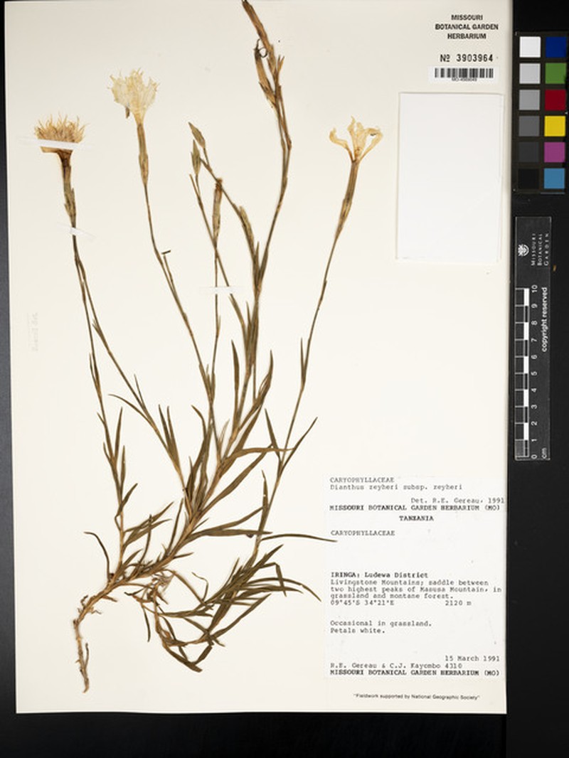 Dianthus zeyheri subsp. zeyheri photo 2