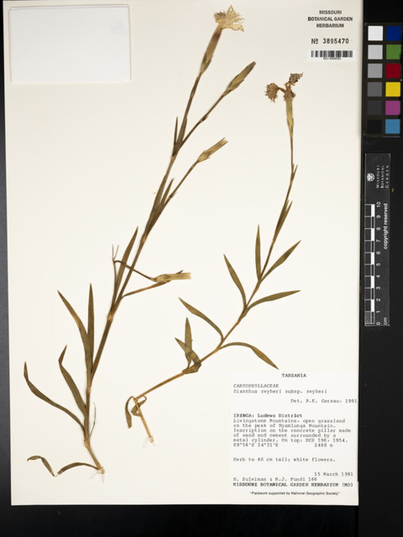 Dianthus zeyheri subsp. zeyheri photo 3