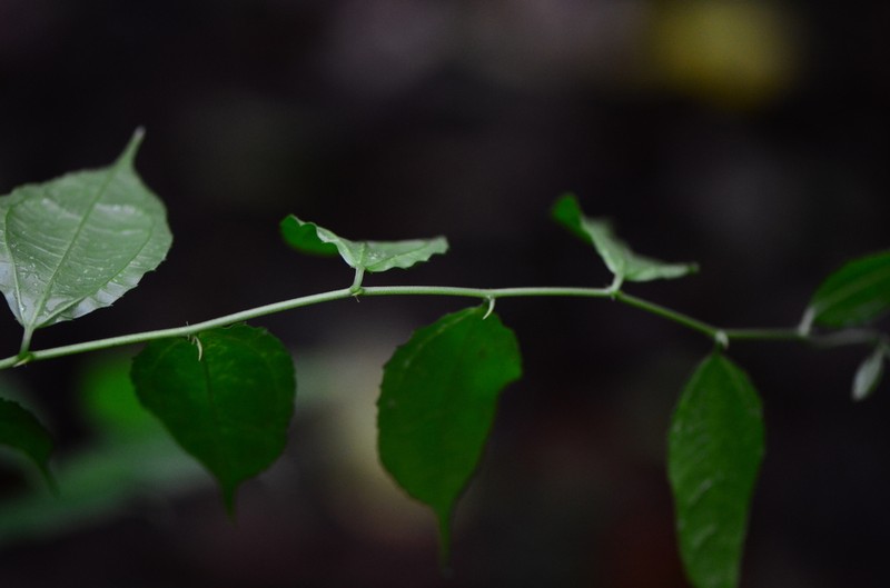 Dianyuea turbinata