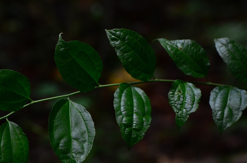 Dianyuea turbinata photo 2