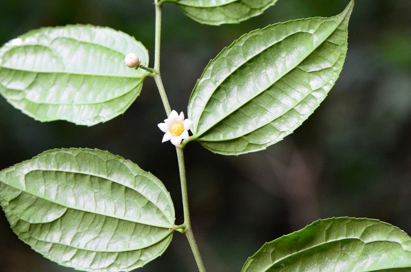 Dianyuea turbinata photo 3