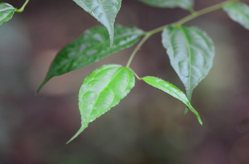 Dianyuea turbinata photo 6