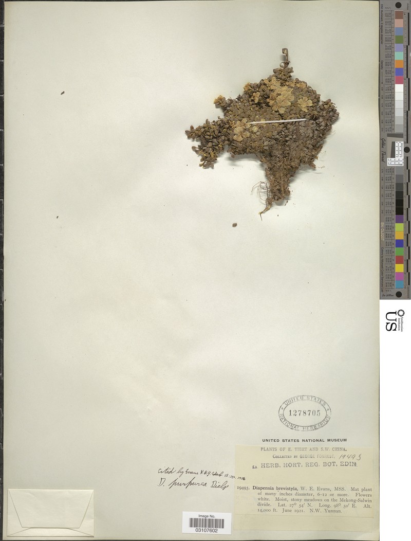 Diapensia albida