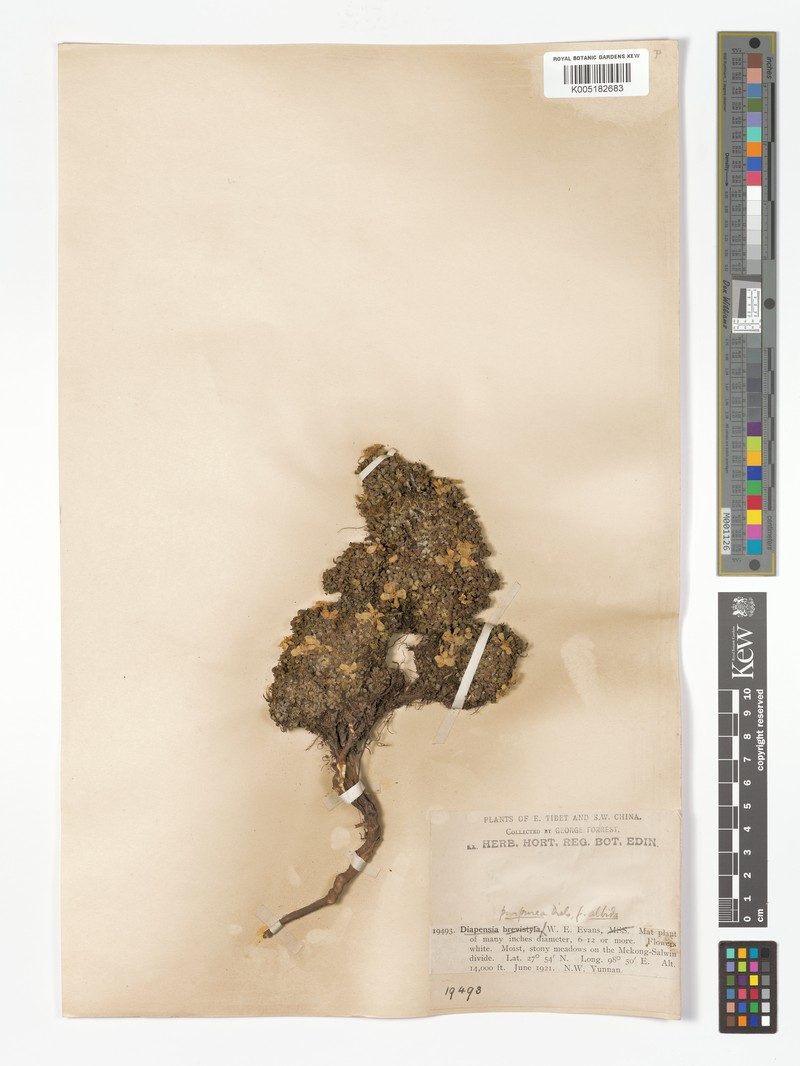 Diapensia albida photo 2