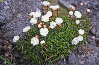 Pincushion Plant