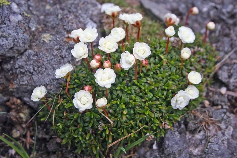 Pincushion Plant