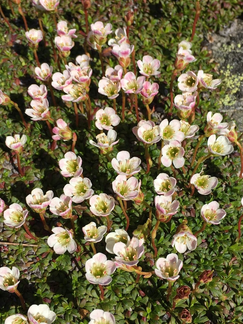 Pincushion Plant photo 3