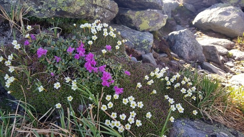 Pincushion Plant photo 4