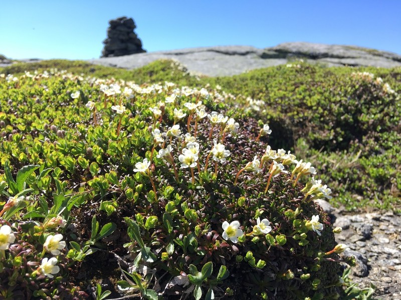Pincushion Plant photo 5