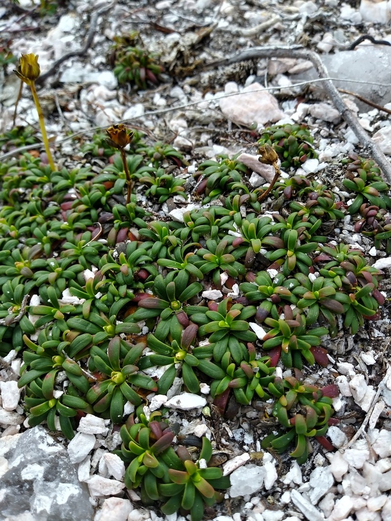 Pincushion Plant photo 7
