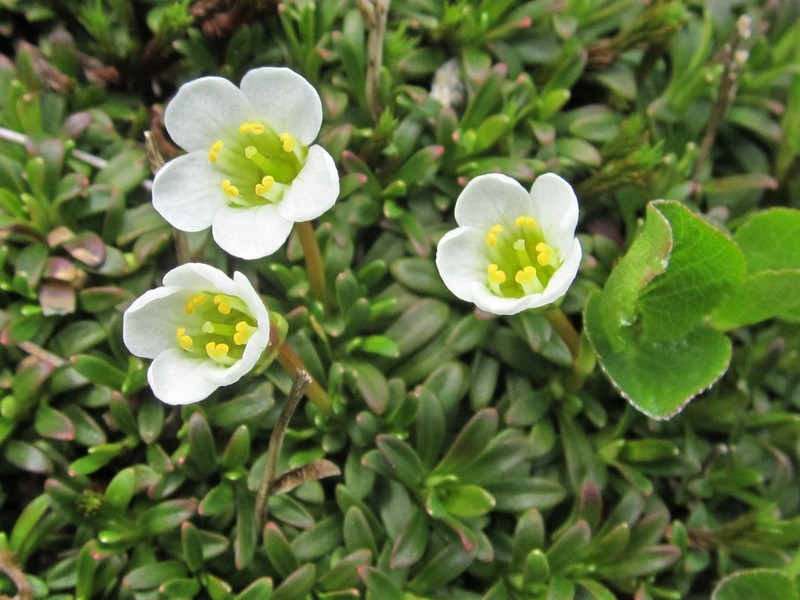 Pincushion Plant photo 8