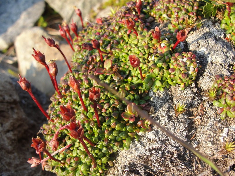 Diapensia obovata