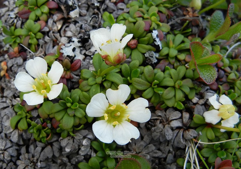 Diapensia obovata photo 2