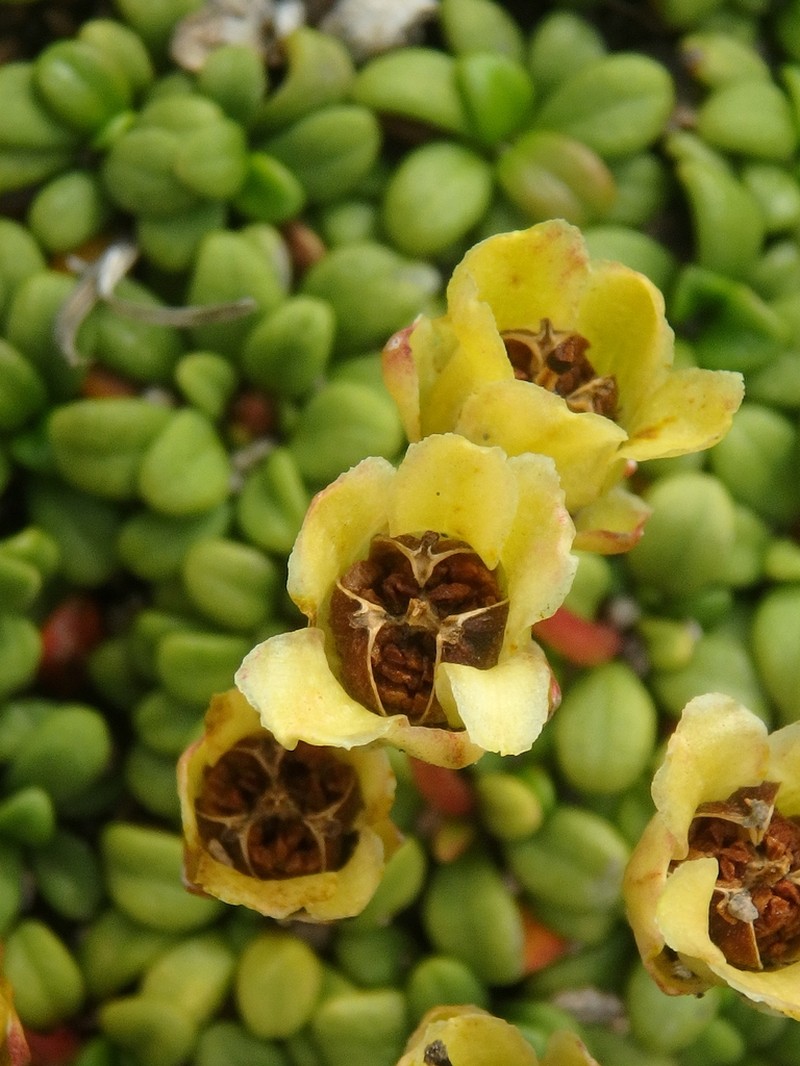 Diapensia obovata photo 3