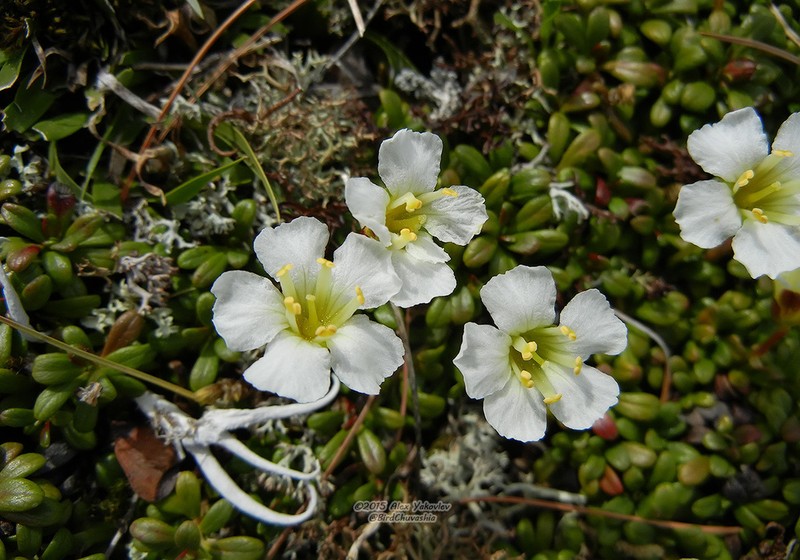 Diapensia obovata photo 4