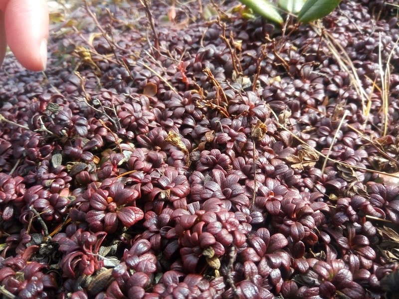 Diapensia obovata photo 5