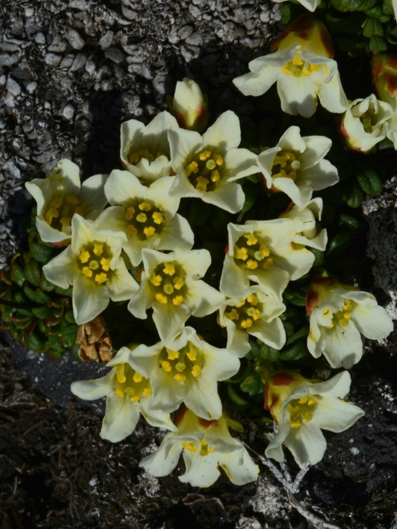 Diapensia obovata photo 6