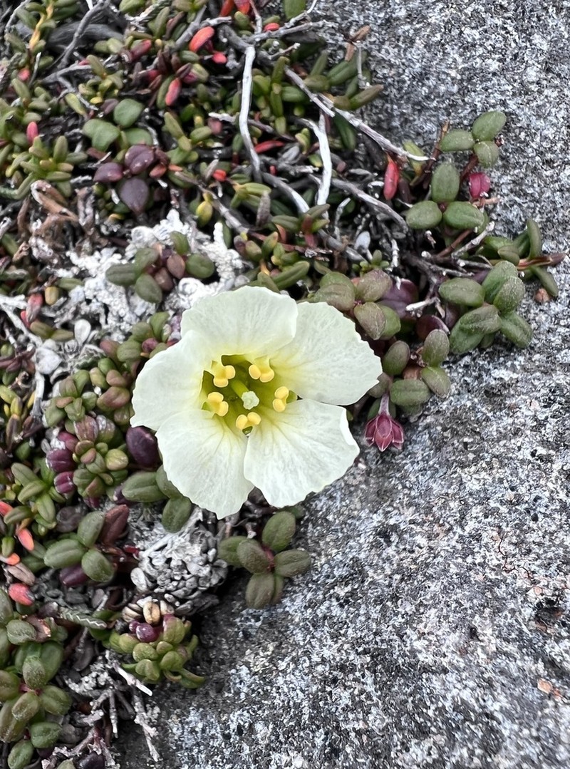 Diapensia obovata photo 7