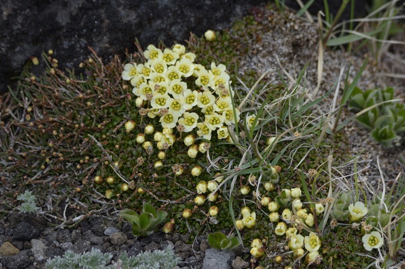 Diapensia obovata photo 8