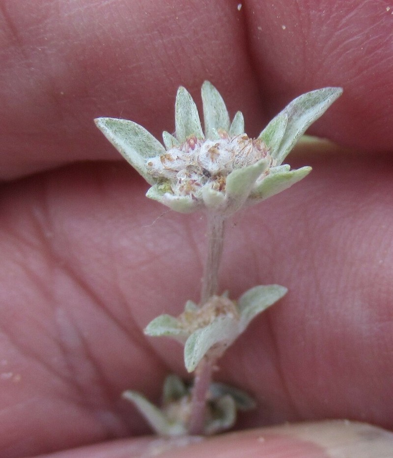 Silver Pygmycudweed